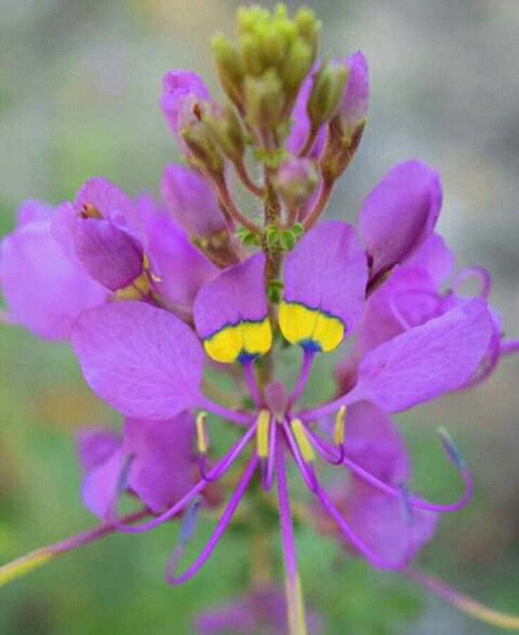 Cleome hanburyana flower