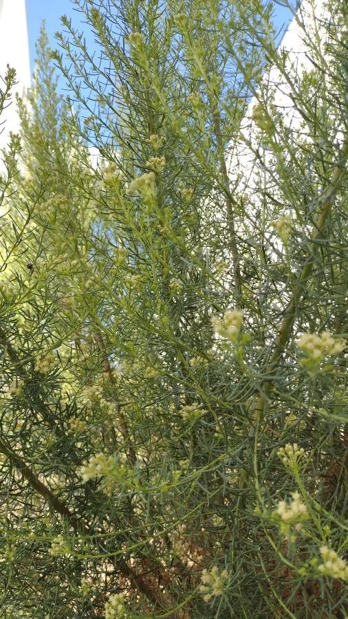 Lepidium fremontii — search result for 'Lepidium'