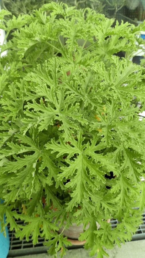Pelargonium odoratissimum leaf