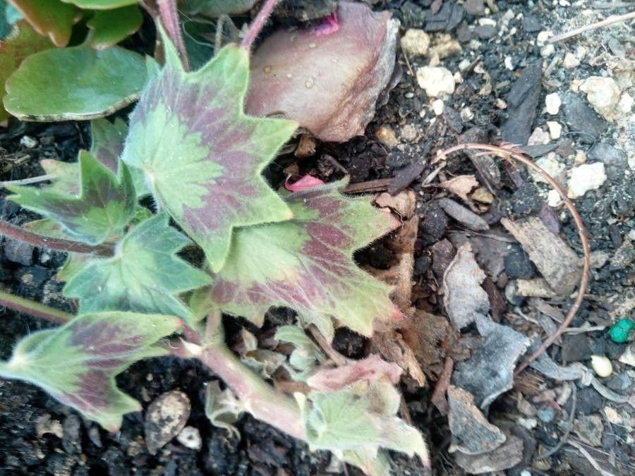 Pelargonium spp. leaf