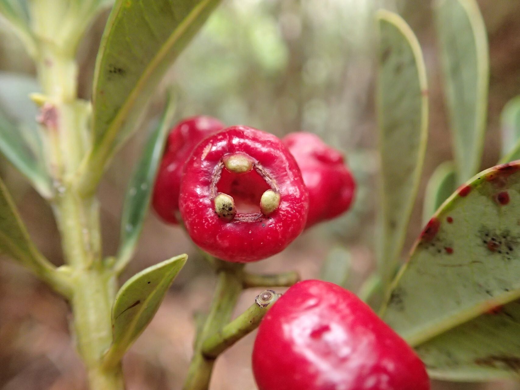 Syzygium tripetalum fruit