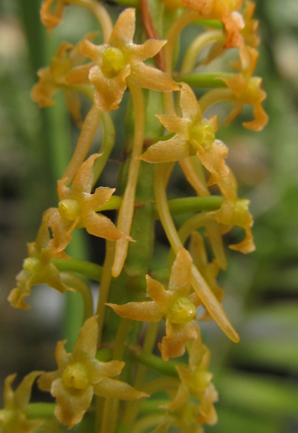 Diaphananthe gabonensis — houseplant care guide