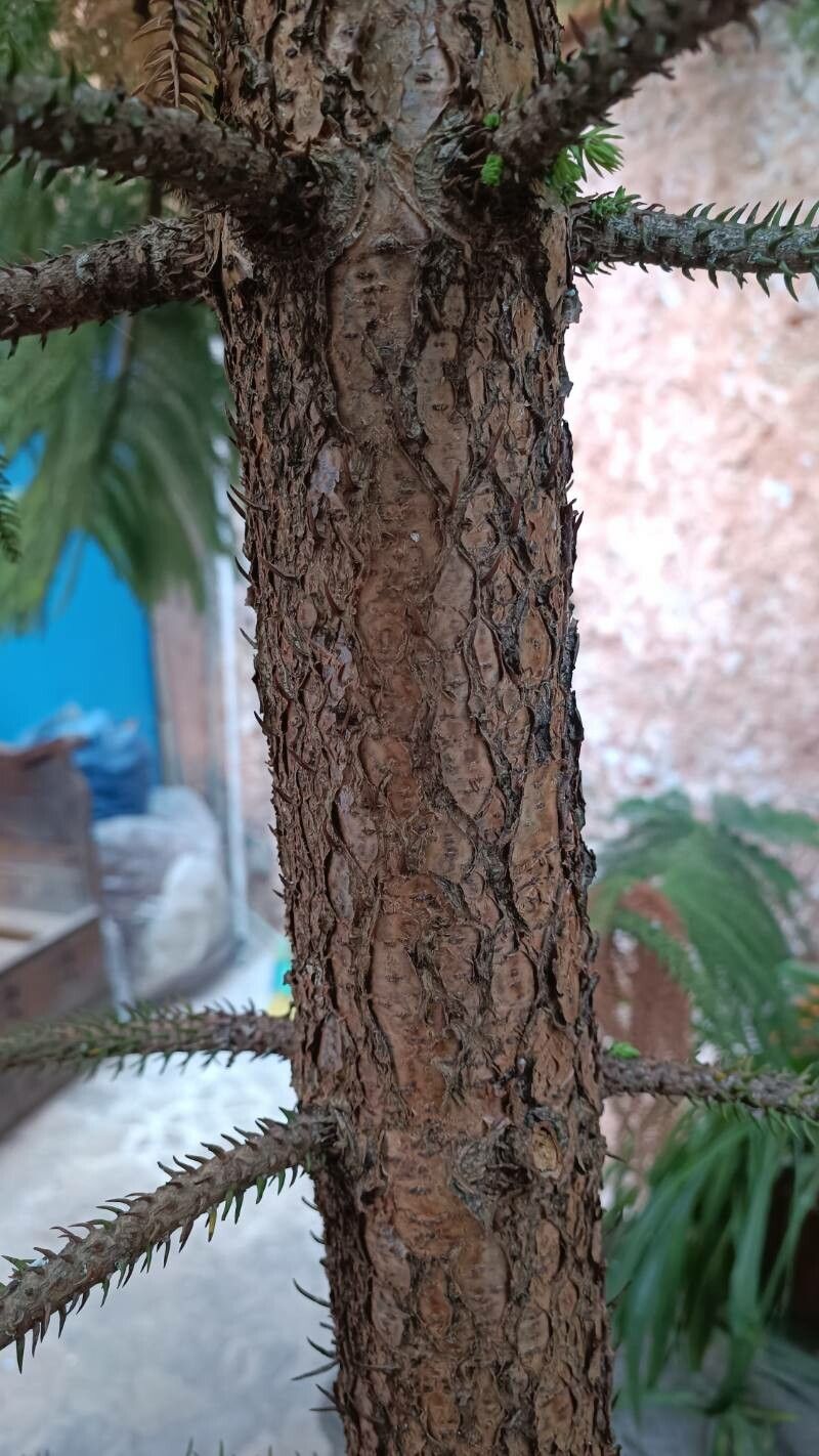 Araucaria laubenfelsii bark