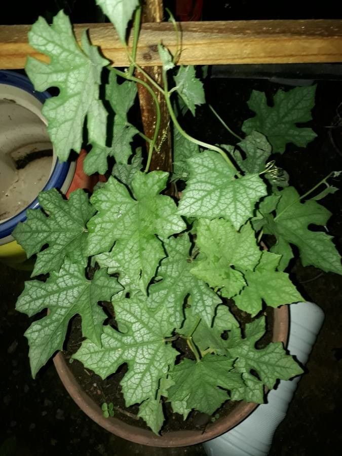 Luffa acutangula leaf