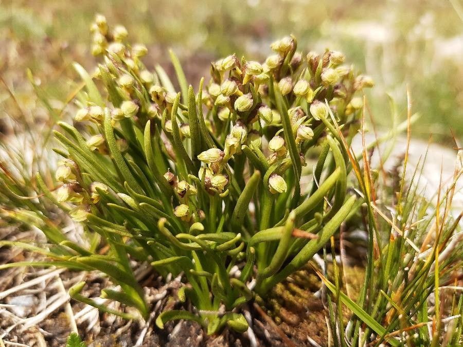 Chamorchis alpina habit