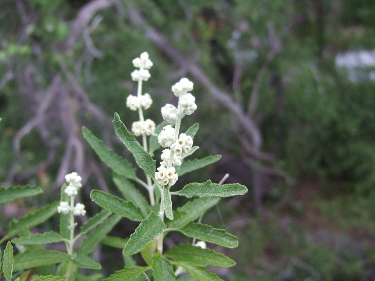 Buddleja racemosa habit