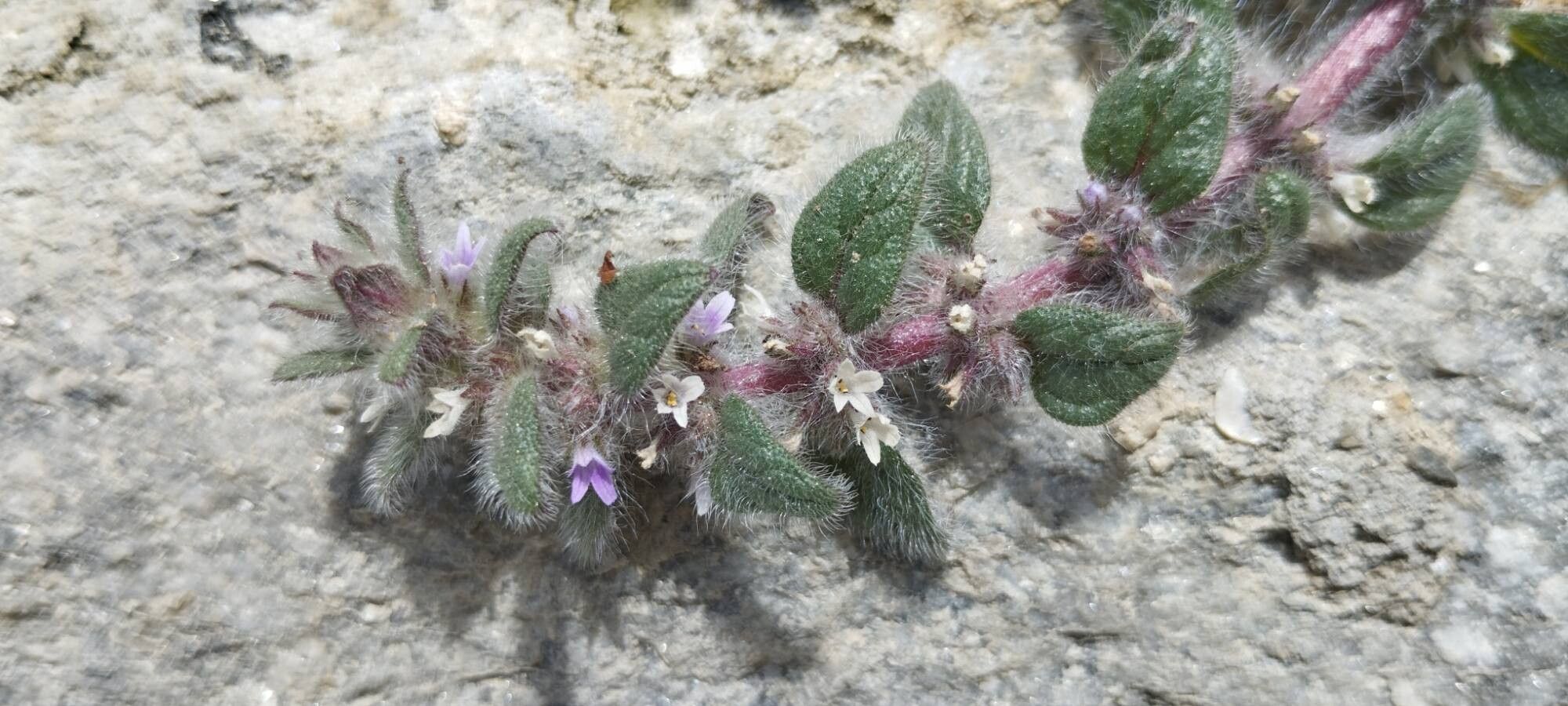 Ajuga parviflora other