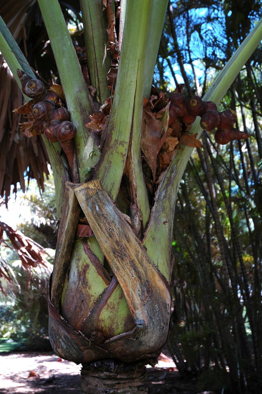 Lodoicea maldivica flower