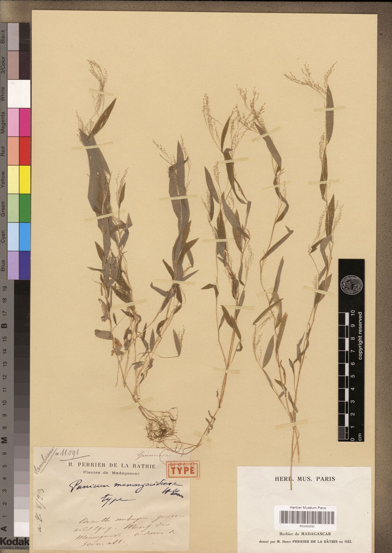 Panicum manongarivense — houseplant care guide