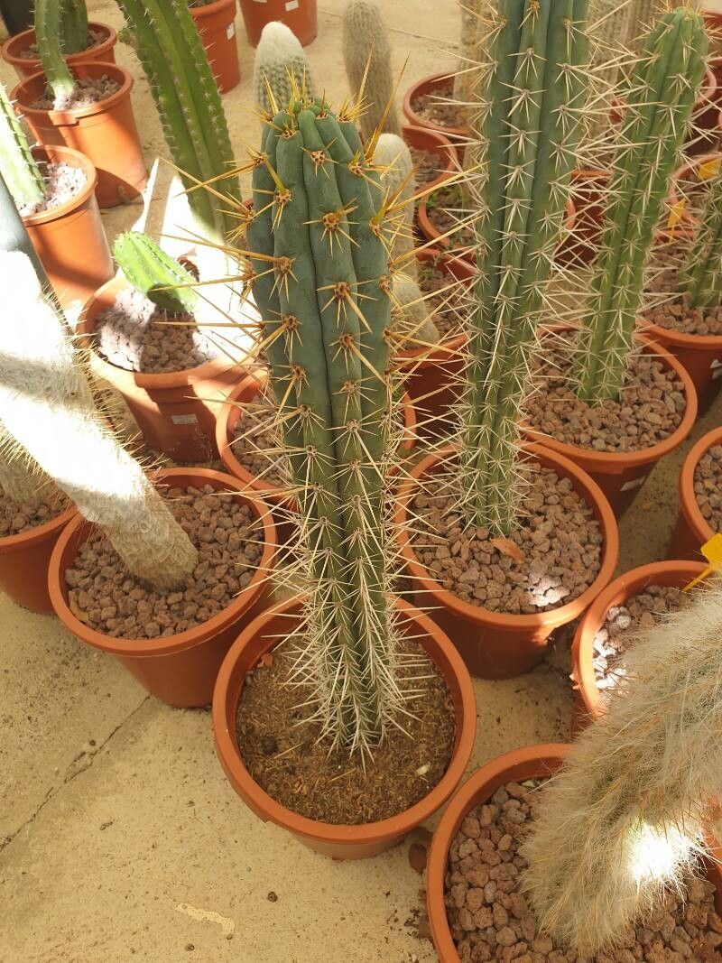 Leucostele deserticola leaf