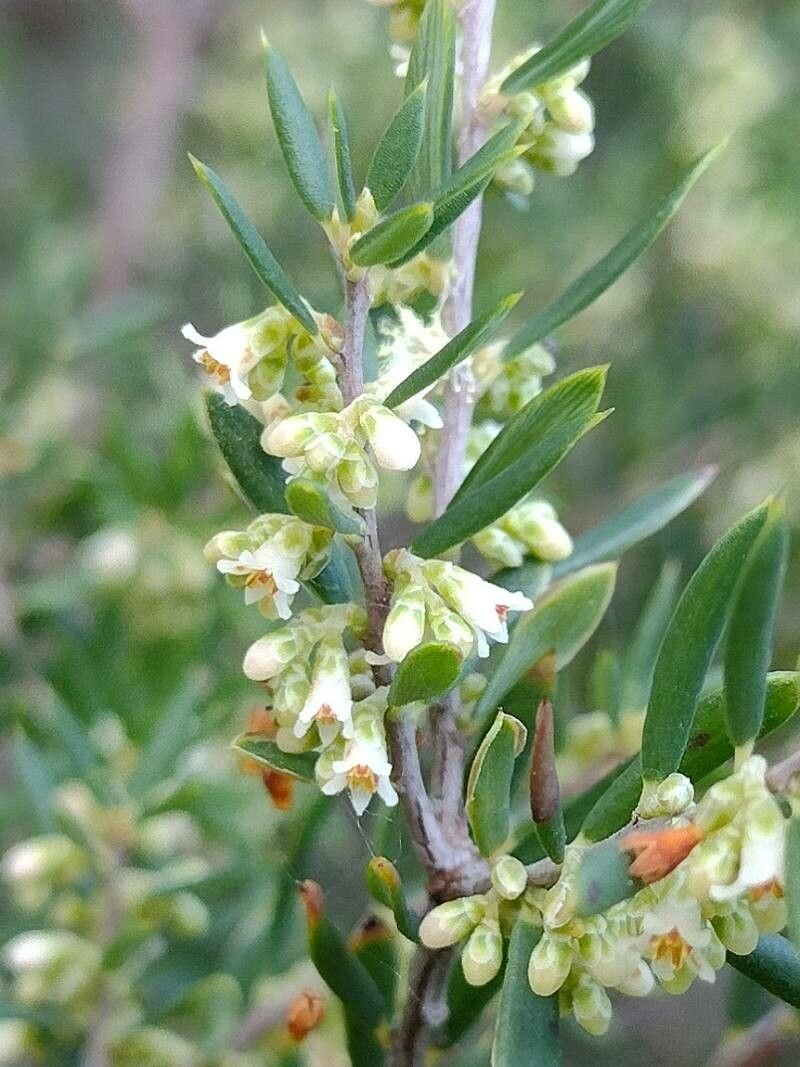 Monotoca scoparia — search result for 'Scoparia'