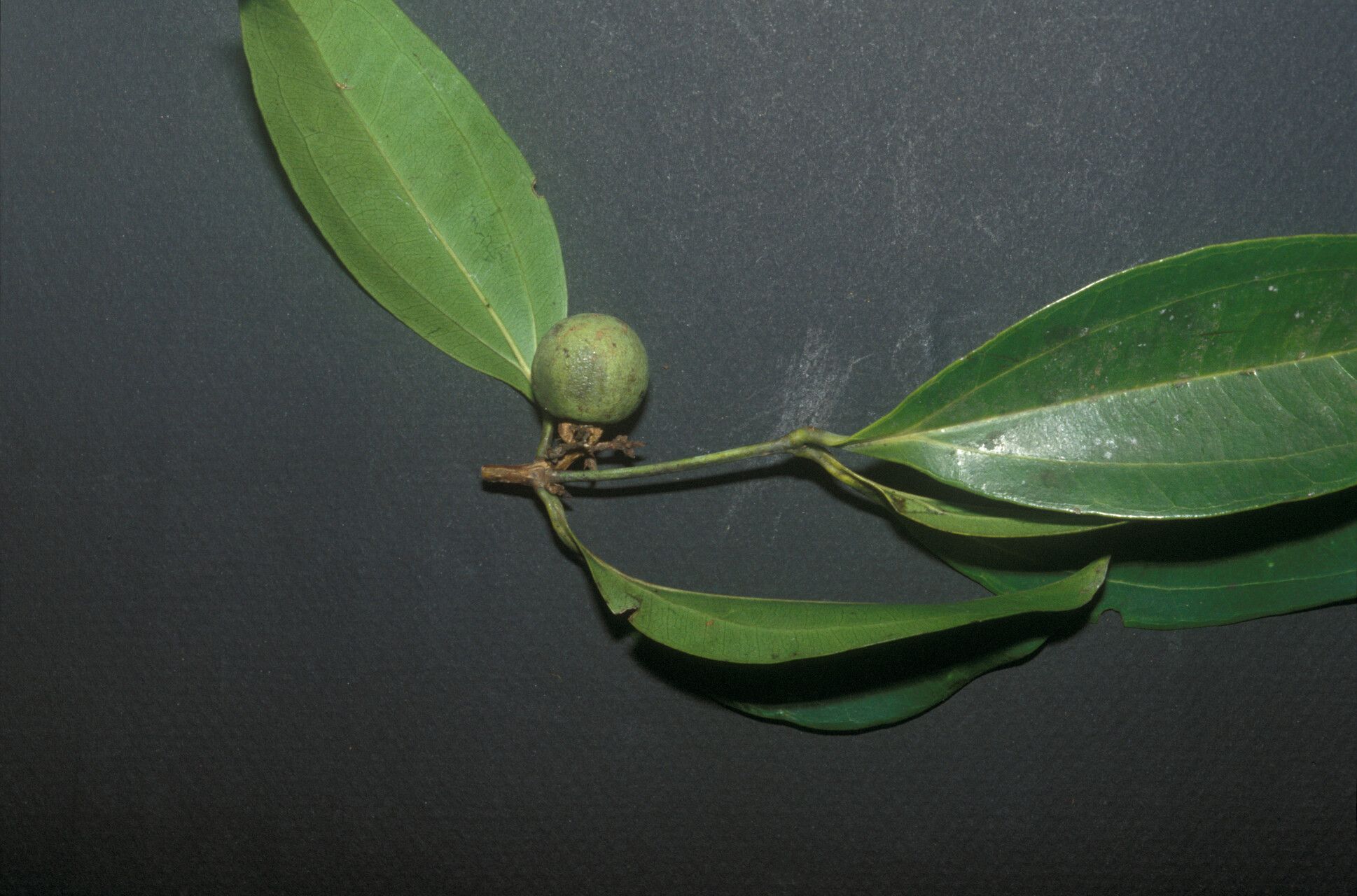 Strychnos cayennensis other