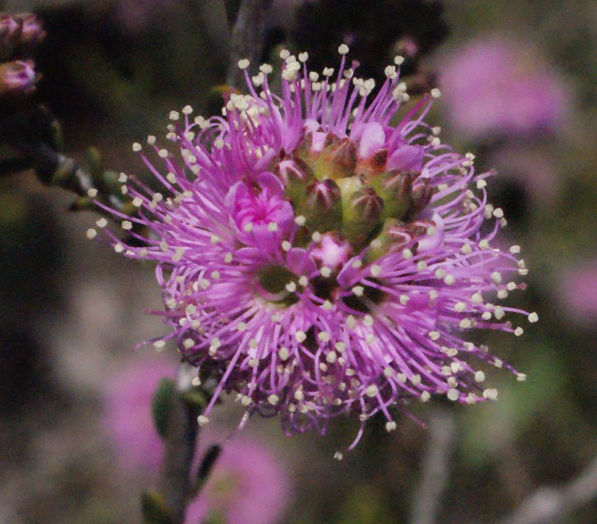 Kunzea recurva — houseplant care guide