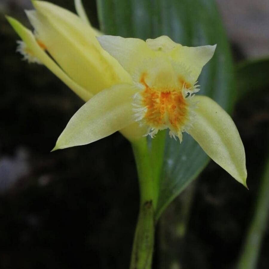 Sobralia fragrans — houseplant care guide