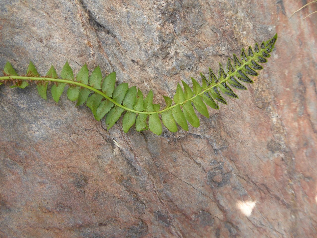 Polystichum lonchitis leaf
