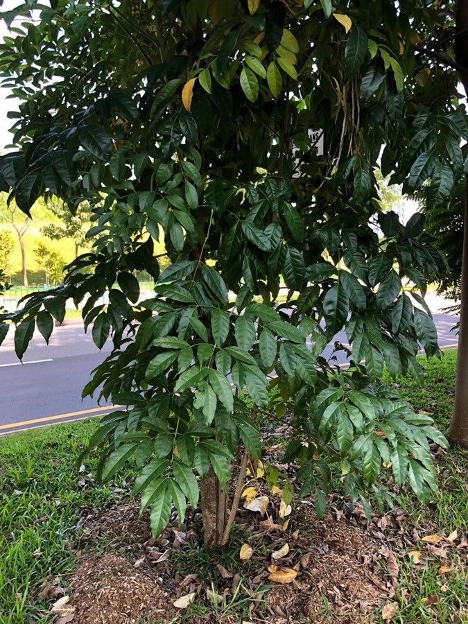 Radermachera quadripinnata