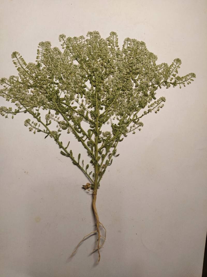 Lepidium cardamine flower
