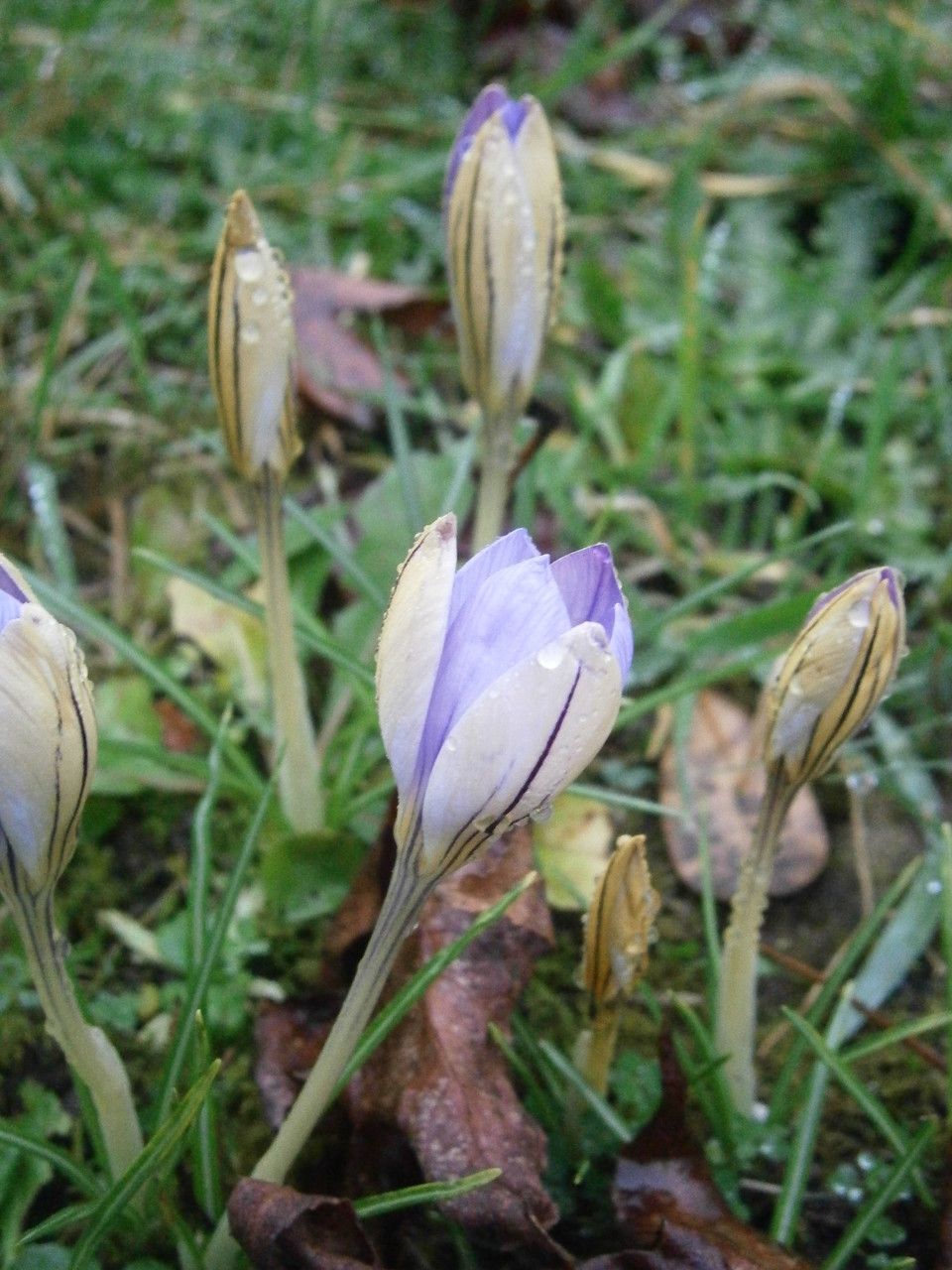 Crocus imperati habit