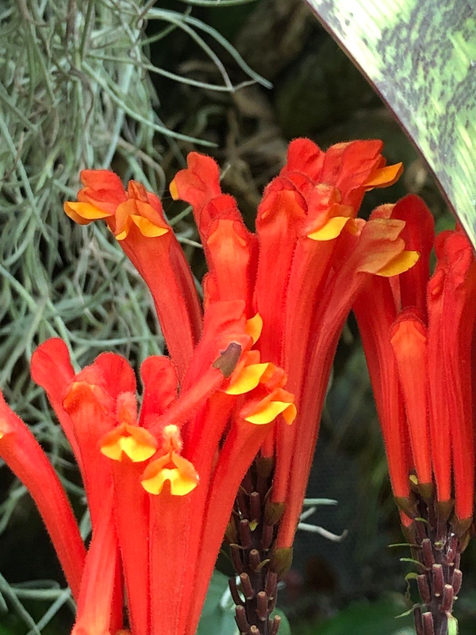Scutellaria costaricana flower