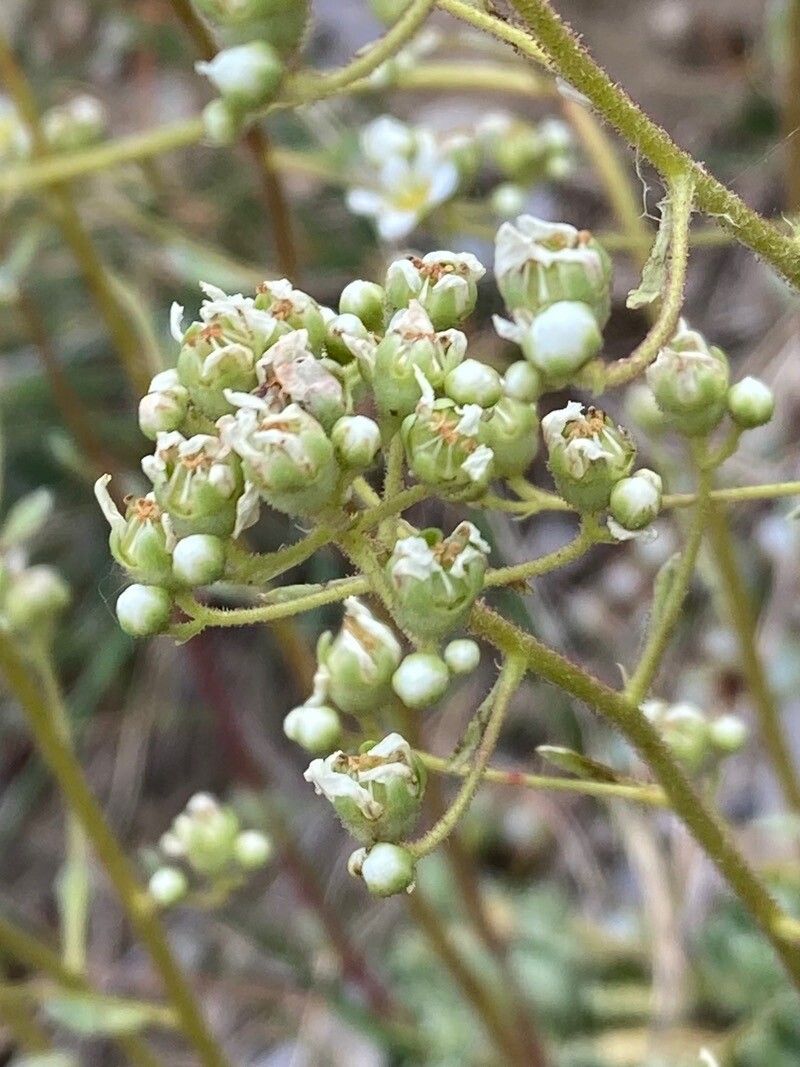 Clibadium surinamense flower