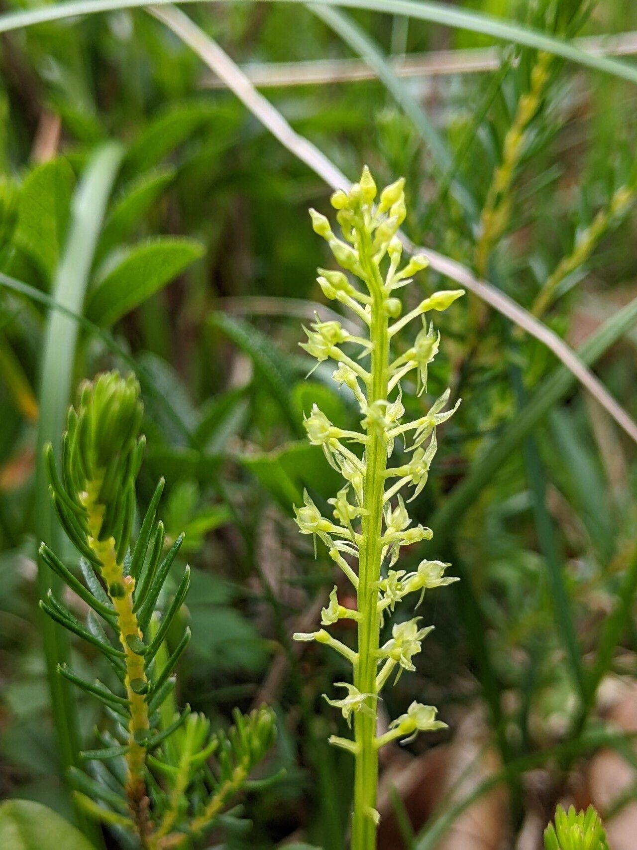 Malaxis monophyllos flower