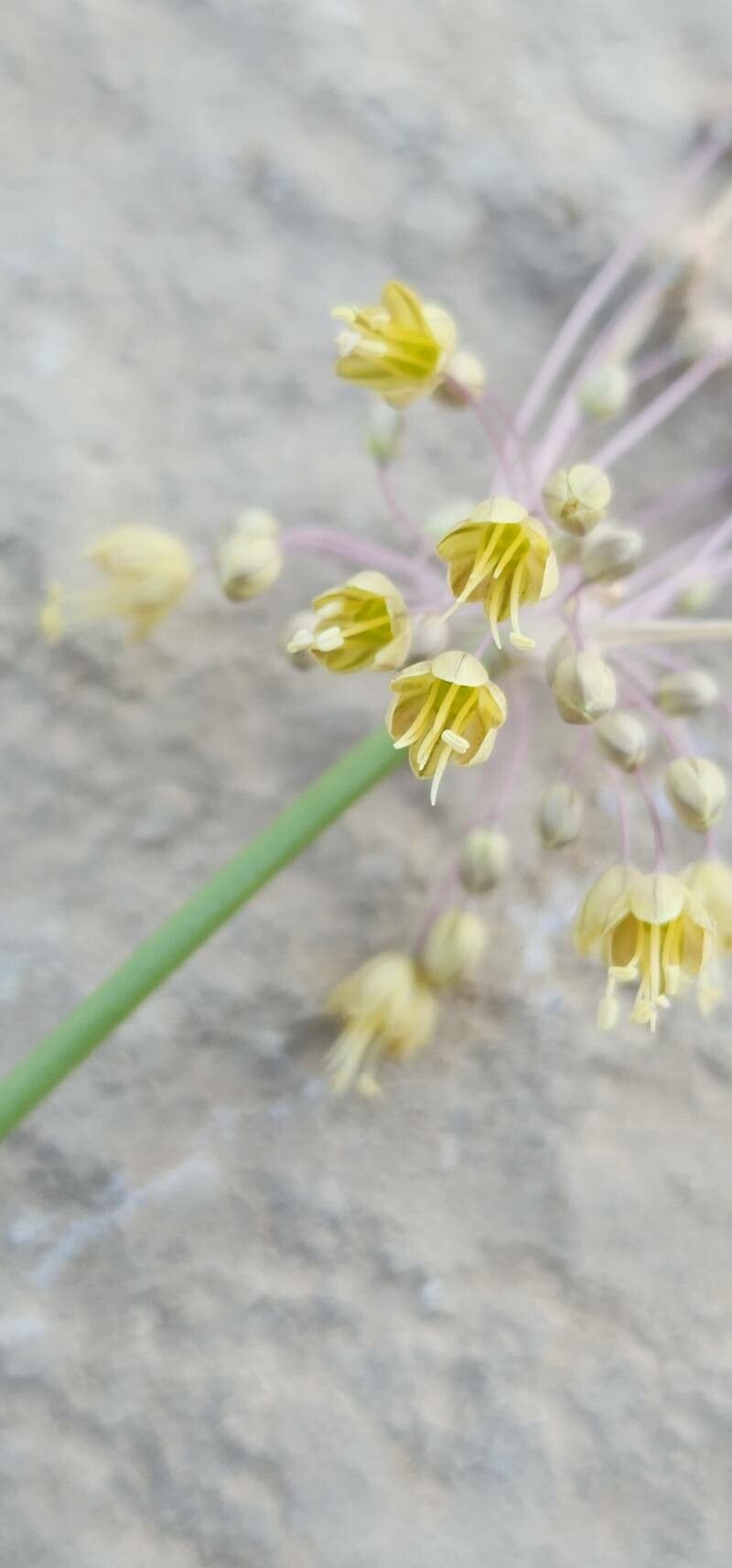 Allium stamineum — houseplant care guide