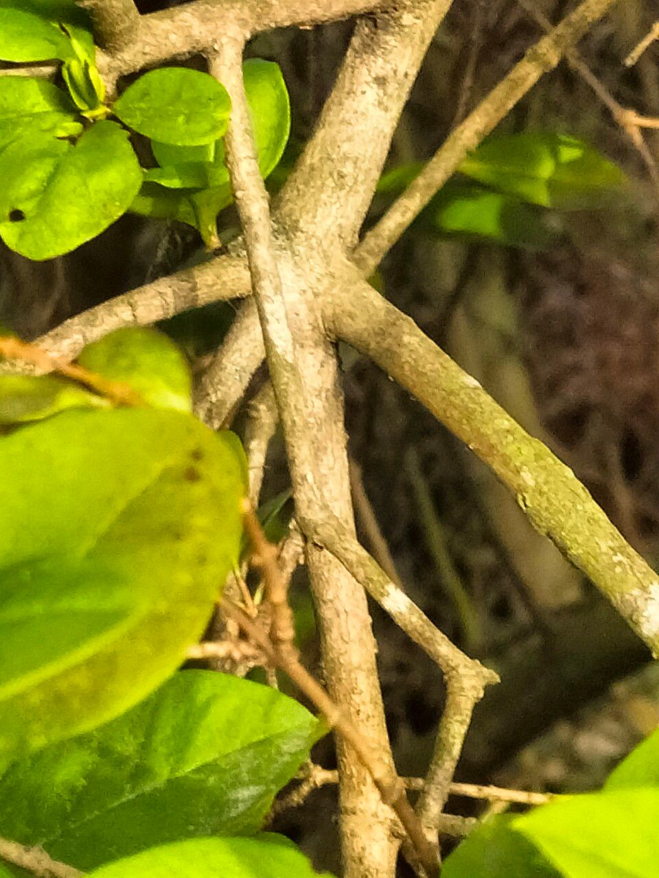 Ligustrum × vicaryi bark