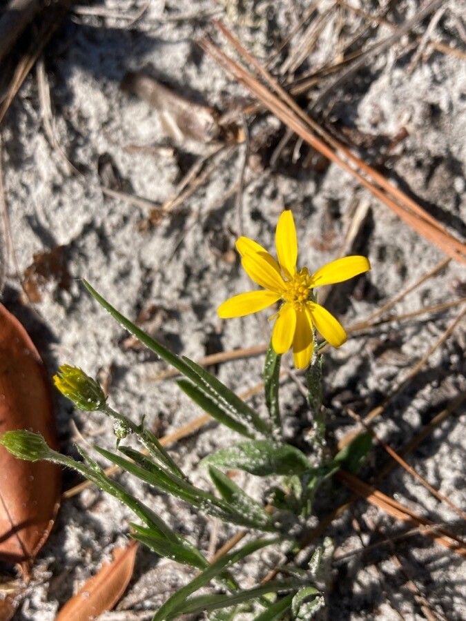 Stenotus armerioides — houseplant care guide