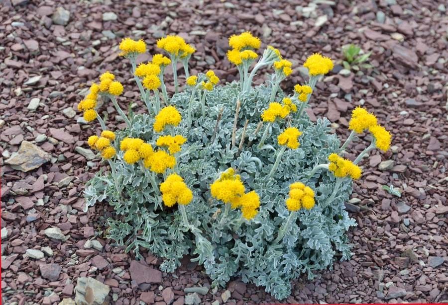 Jacobaea persoonii flower