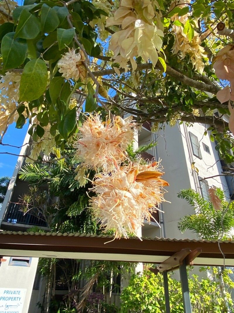 Cynometra lenticellata flower