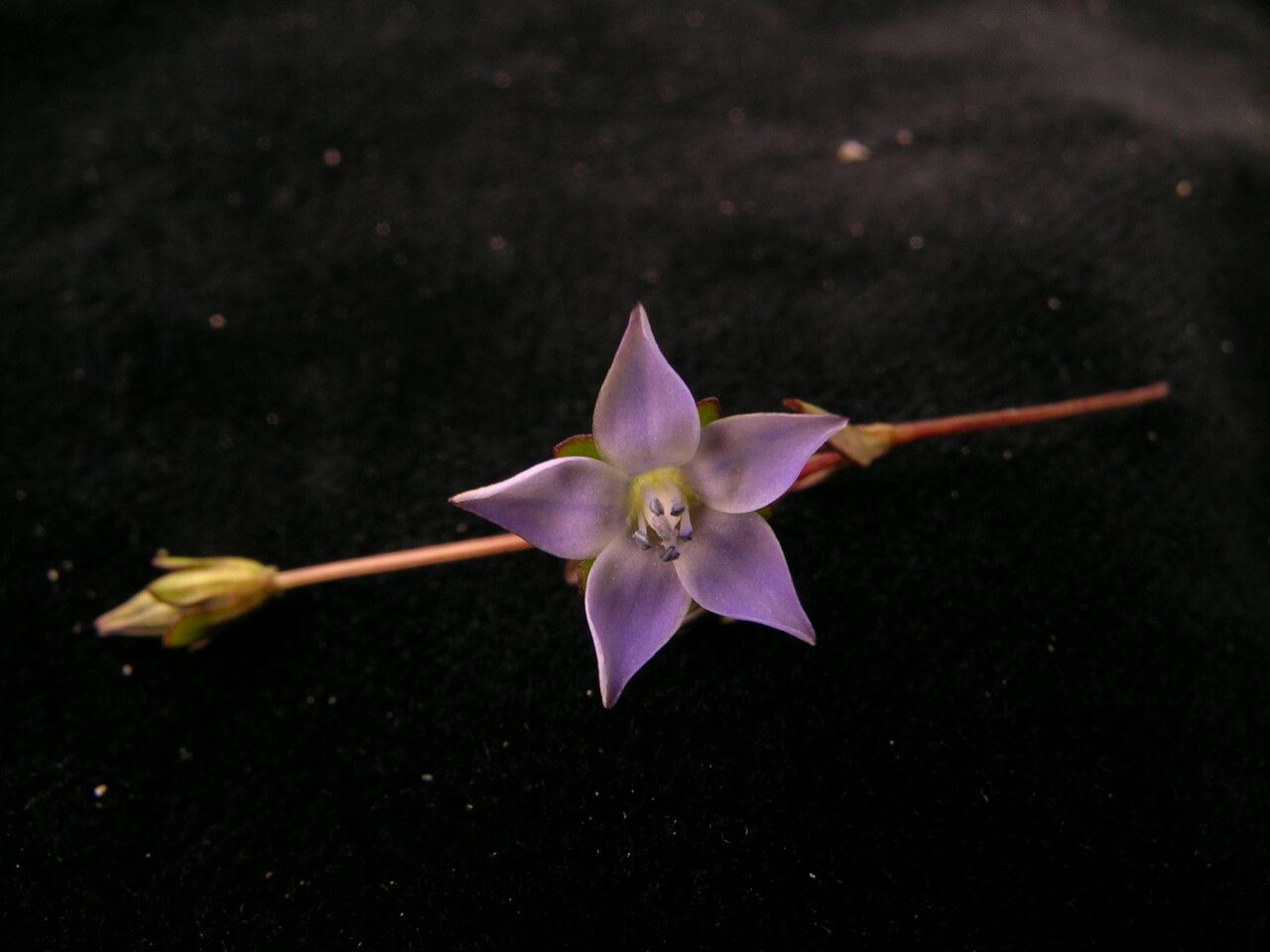 Lomatogonium chumbicum — related species from the same genus