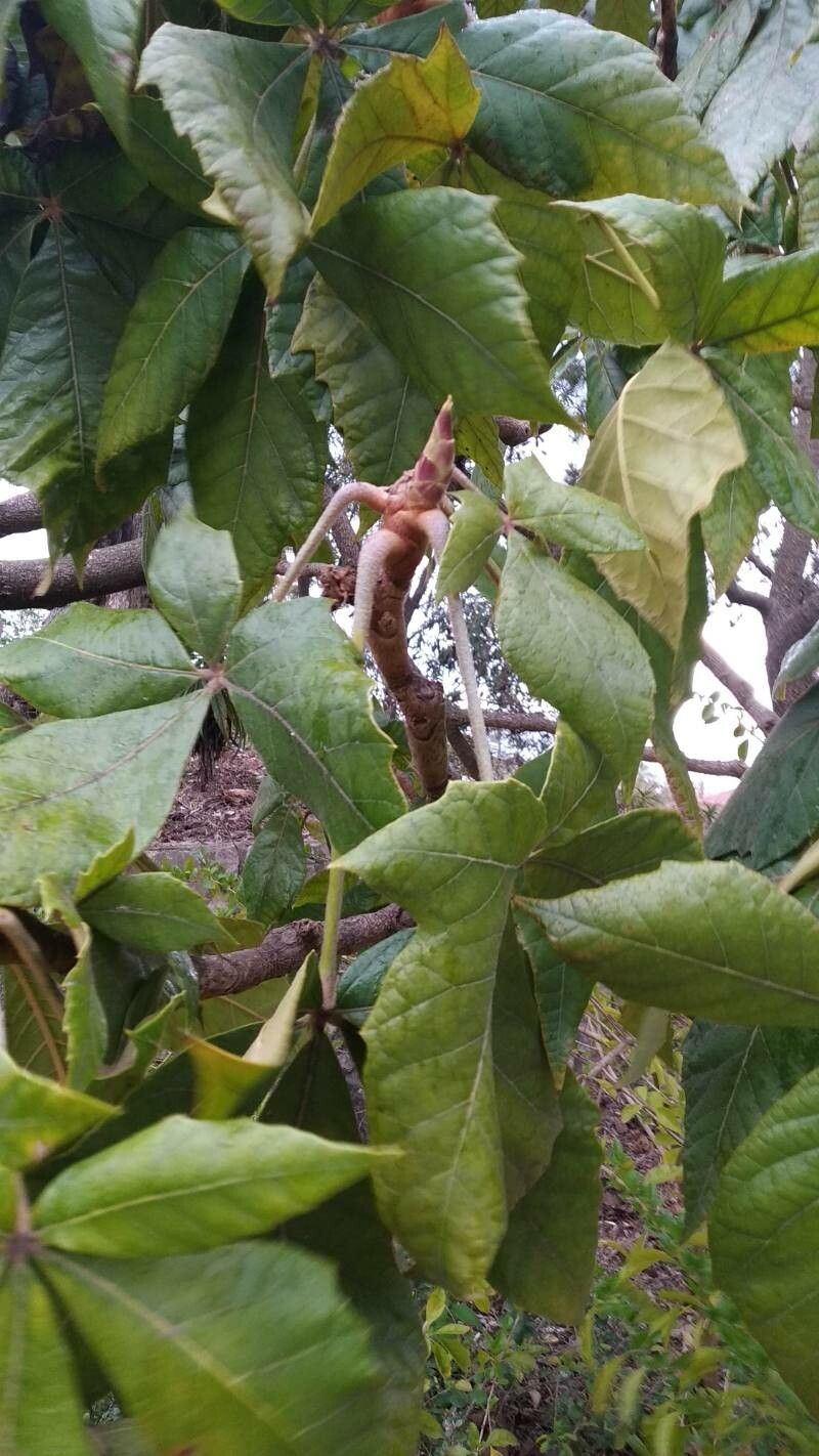 Oreopanax echinops — search result for 'Guatemala'