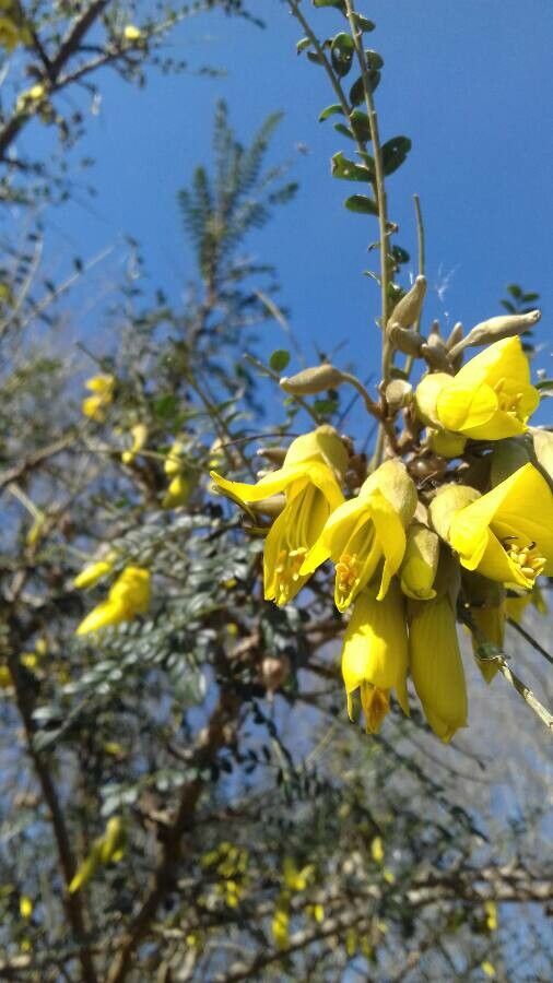 Sophora tetraptera flower