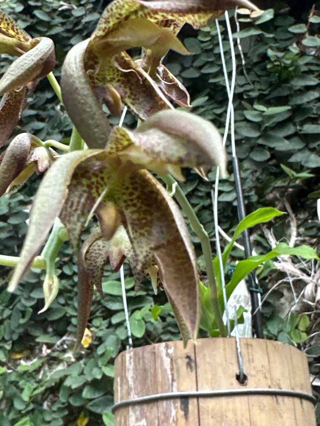 Catasetum cernuum flower