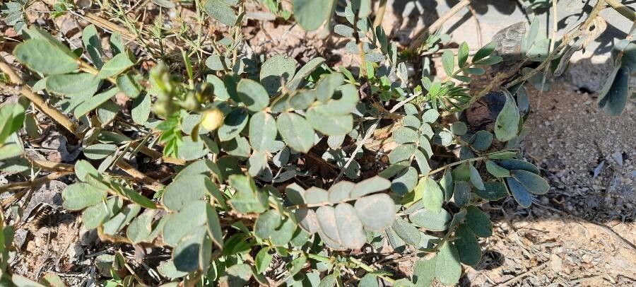 Senna italica — search result for 'Senna'