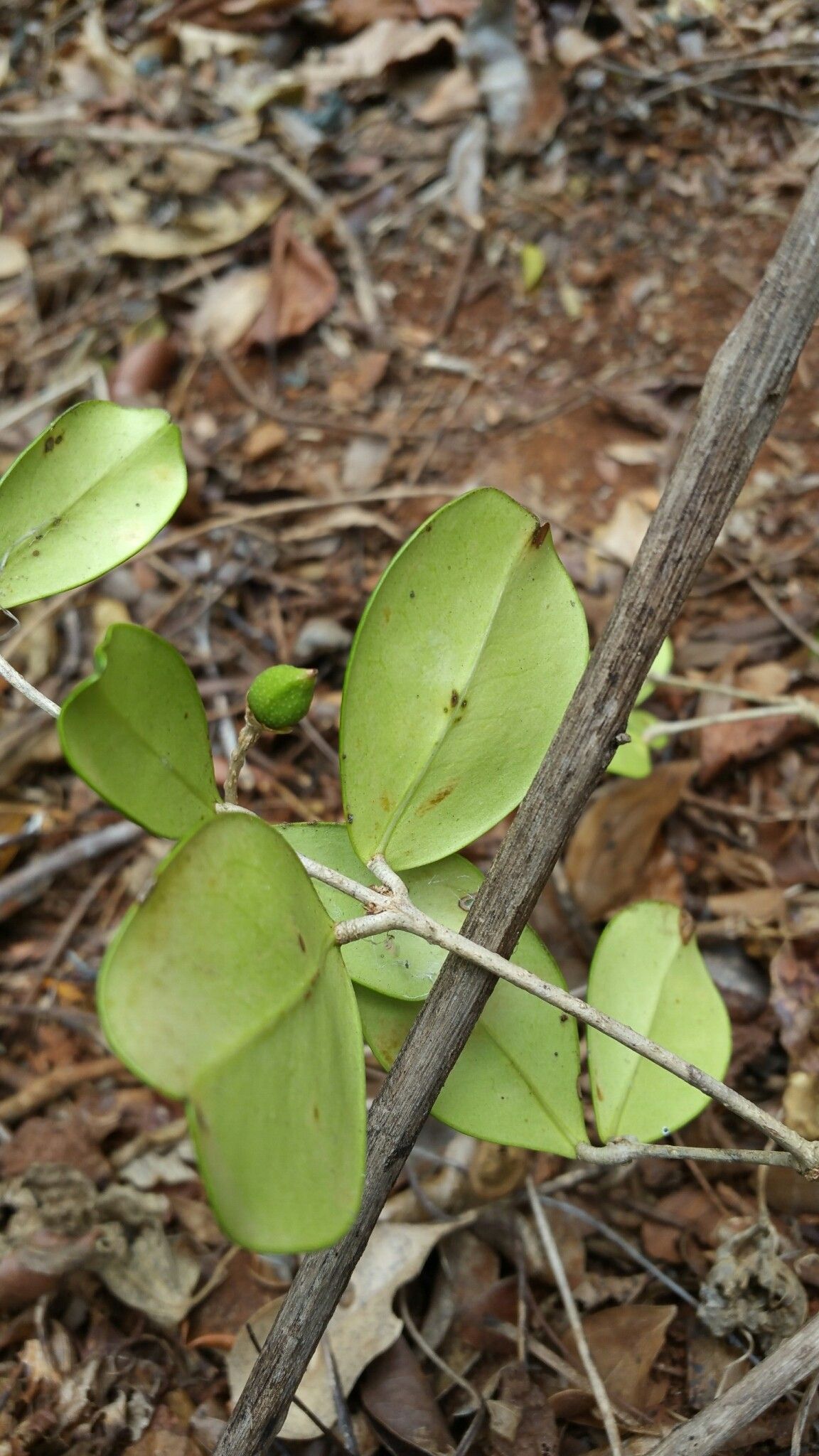 Noronhia crassinodis habit