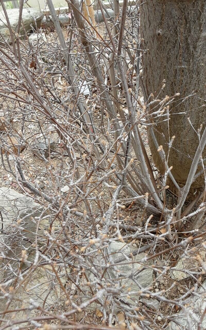 Euphorbia hedyotoides bark