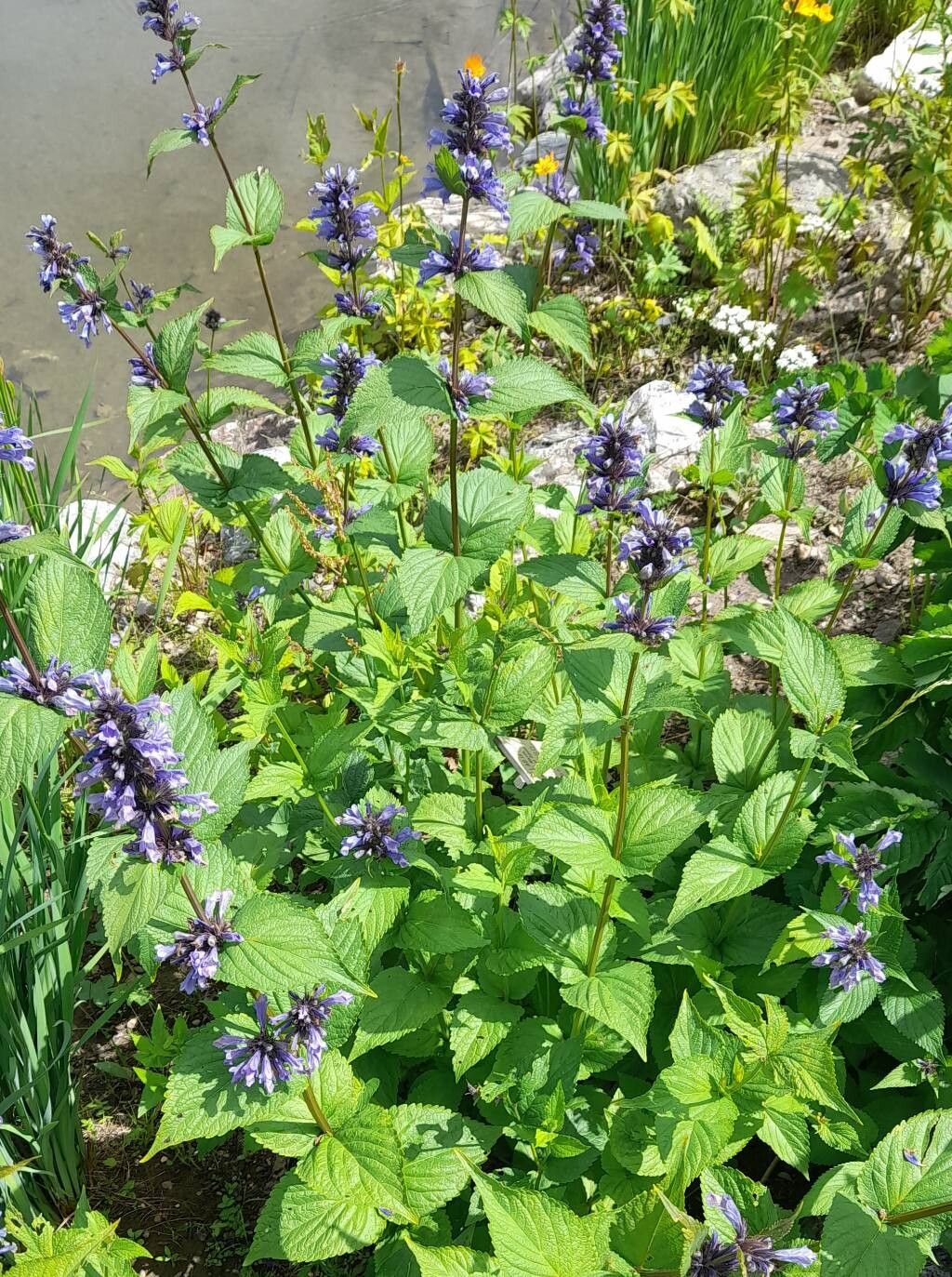 Nepeta yesoensis habit