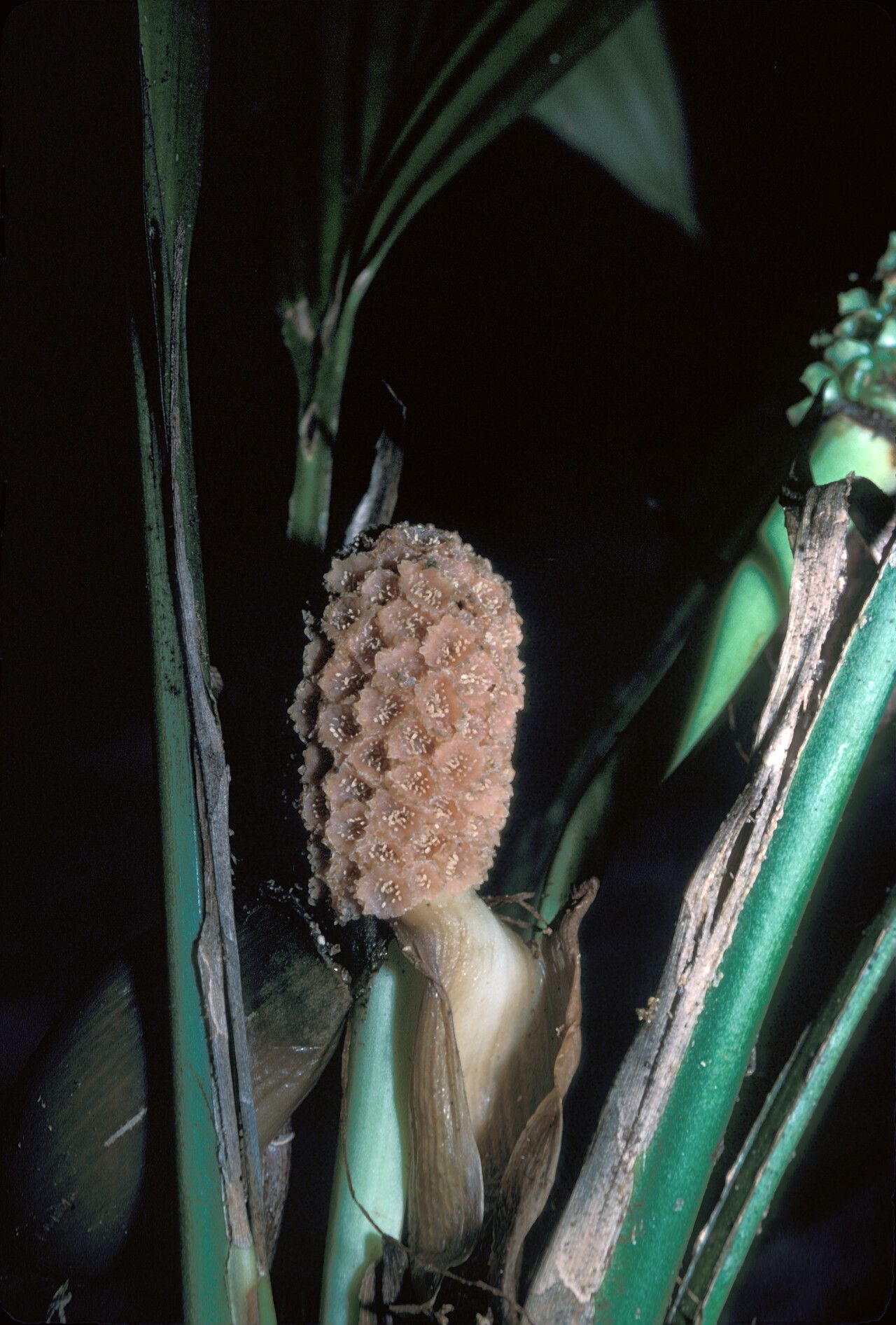 Evodianthus funifer fruit