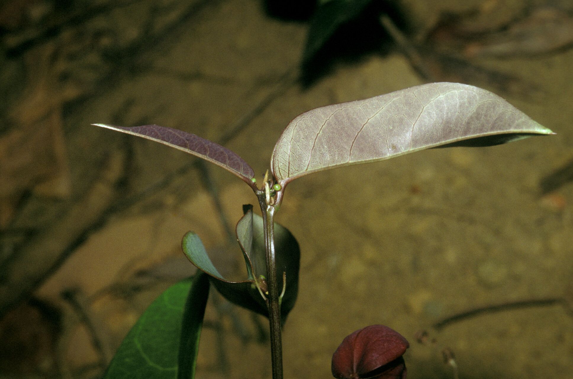 Passiflora gabrielliana — houseplant care guide