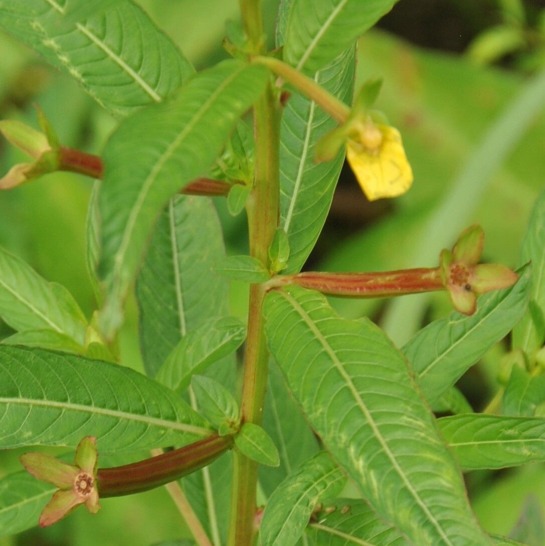 Ludwigia erecta fruit