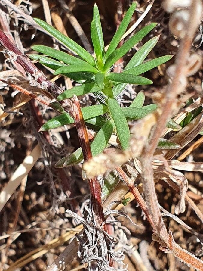 Portulaca massaica leaf