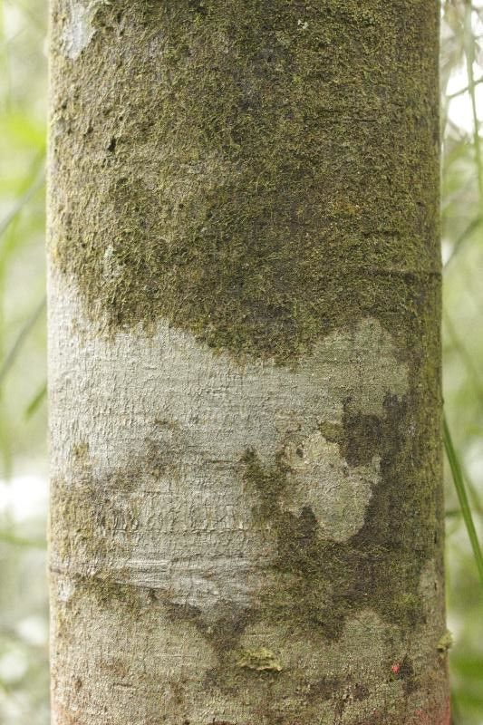 Guatteria citriodora bark