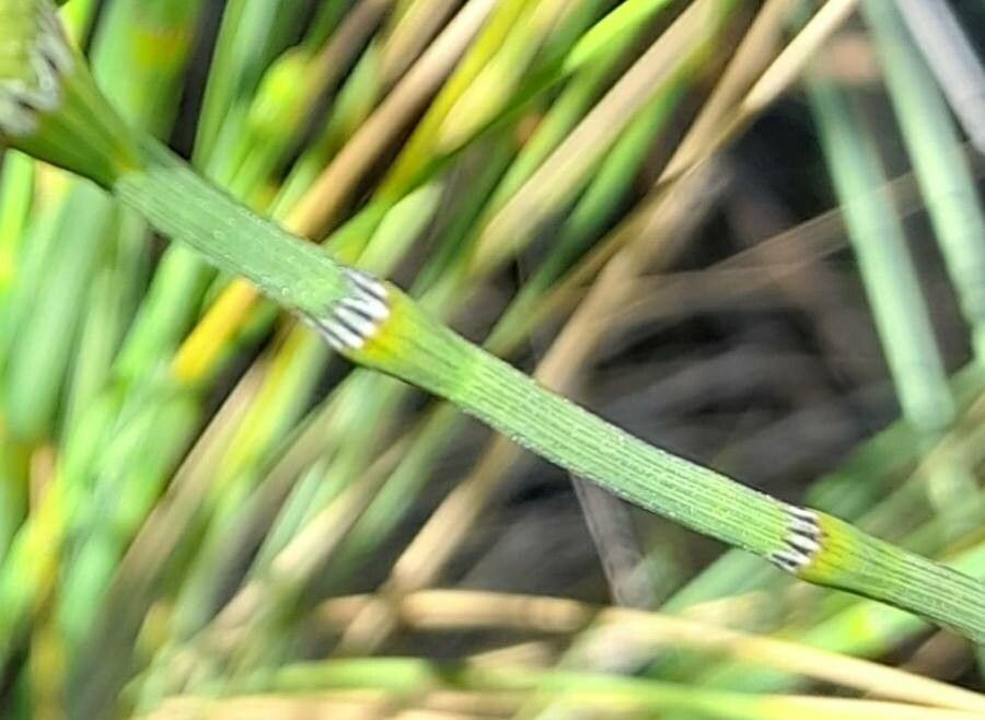 Equisetum giganteum bark