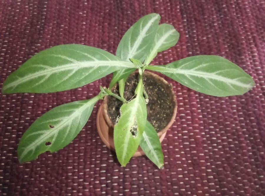 Justicia ovata — search result for 'Justicia'