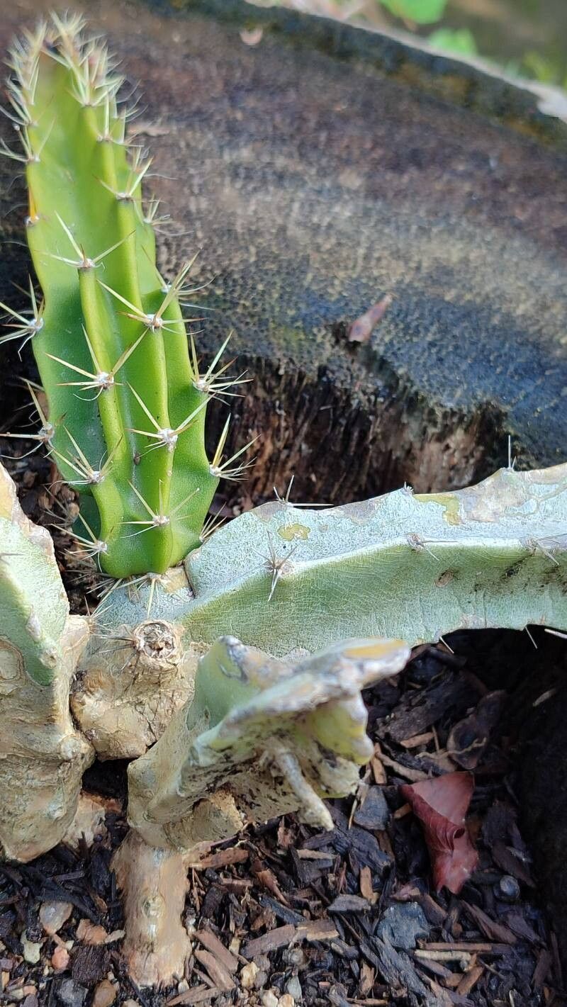 Selenicereus chontalensis habit