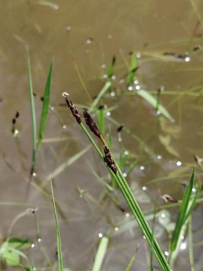 Eleocharis uniglumis — search result for 'Eleocharis'