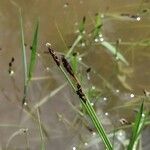 Eleocharis uniglumis