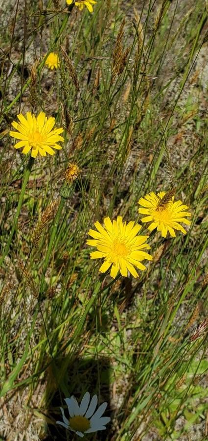 Microseris laciniata flower