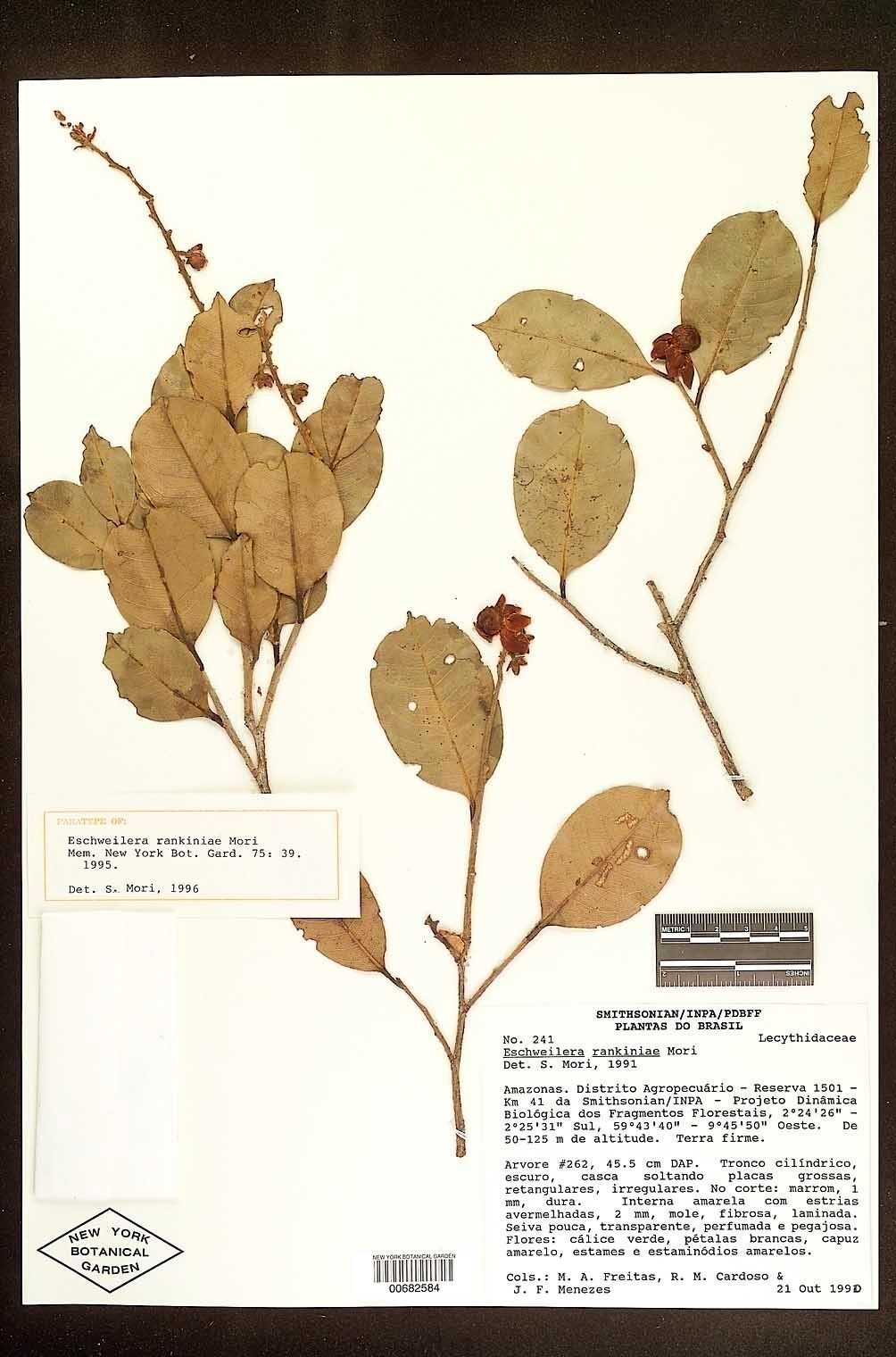 Eschweilera rankiniae fruit